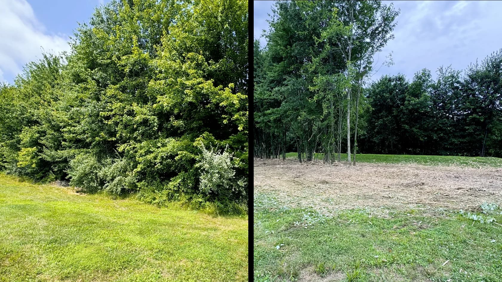Before-and-after of an overgrown brush wall opened up to a clean usable lawn