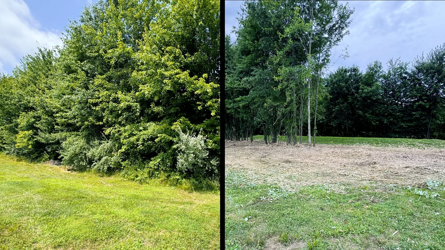 Brush wall cleared