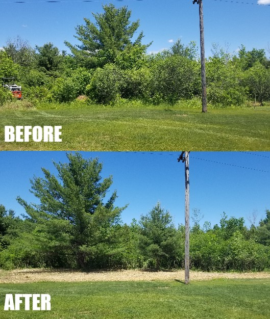 Treeline utility clearing